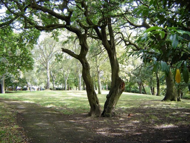 Wishing Tree